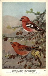 White-Winged Crossbill (Male), Red Crossbill (Male and Female) Postcard