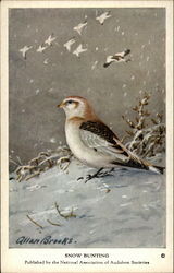 Snow Bunting Postcard