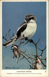 Northern Shrike Birds Postcard Postcard