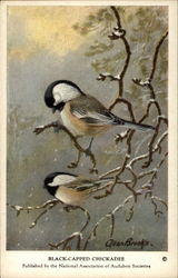 Black-Capped Chickadee Postcard