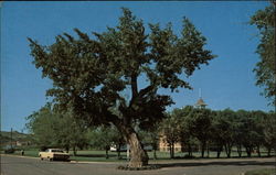 Cottonwood Tree Medora, ND Postcard Postcard