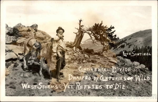 Lone Sentinal at the Continental Divide Cowboy Western