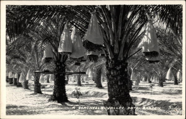 A Corchella Valley Date Garden California