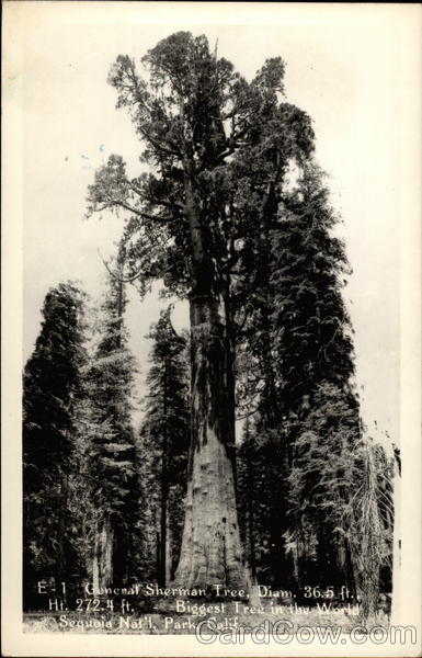 General Sherman Tree Sequoia National Park California