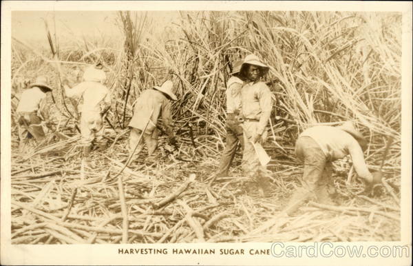 Harvesting Hawaiian Sugar Cane