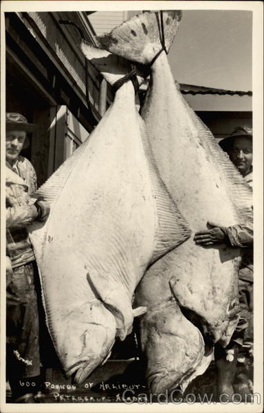 600 Pounds of Halibut Petersburg Alaska