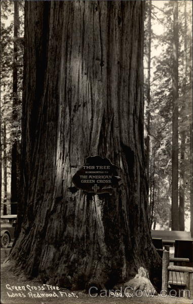 Green Cross Tree, Lane's Redwood Flat Leggett California