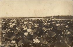 Lotus Beds Postcard