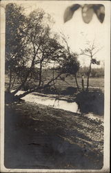 Skeletal Trees Overhang a Creek Postcard
