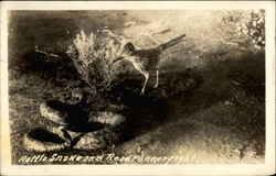 Rattle Sanke and Roadrunner Fight Postcard