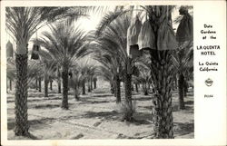 Date Gardens at the La Quinta Hotel, La Quinta, California Trees Postcard Postcard