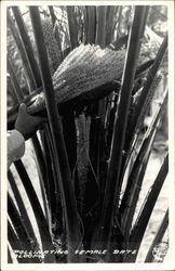 Pollinating Female Date Blooms Postcard