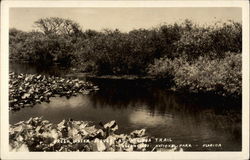 Fresh Water Slough at Anhinga Trail Homestead, FL Postcard Postcard