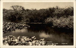 Fresh Water Slough at Anhinga Trail Postcard