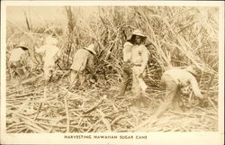 Harvesting Hawaiian Sugar Cane Postcard