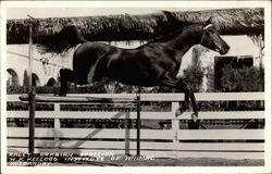 Ralet Arabian Stallion Postcard