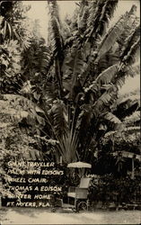 Giant Traveler Palm with Edison's Wheel Chair Fort Myers, FL Postcard Postcard