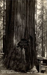 Green Cross Tree, Lane's Redwood Flat Postcard