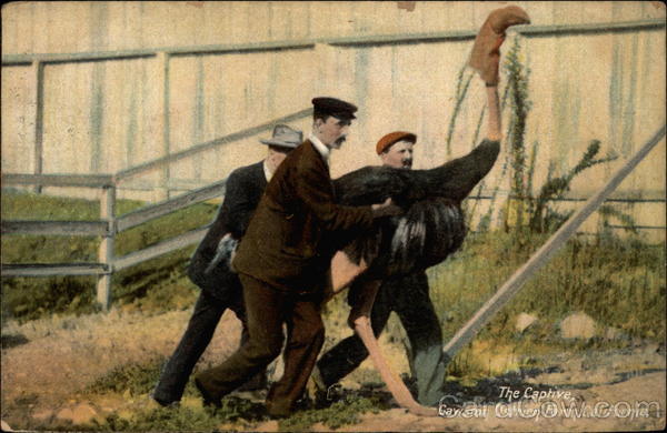 The Captive, Gawston Ostrich Farm Los Angeles California