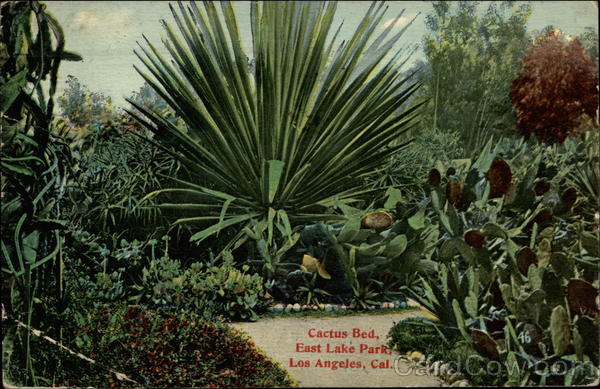 Cactus Bed, East Lake Park Los Angeles California