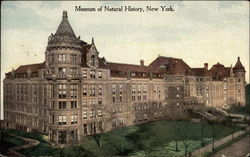 American Museum of Natural History Postcard