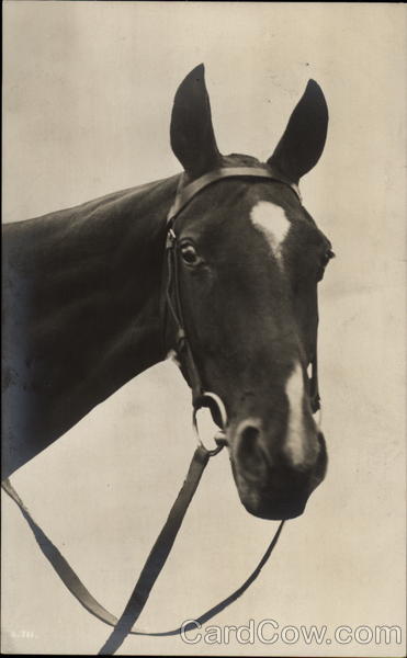 Photograph of a horse head Horses