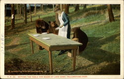 Setting the Table for Bears at Lake Camp, Yellowstone Park Postcard