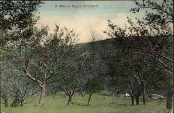 A Maine Apple Orchard Postcard