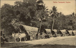 Native Transport Postcard