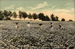 Women working in the fields Postcard