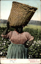 A Cotton Picker Postcard