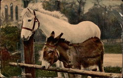 Chums Postcard