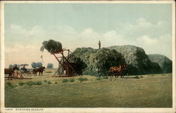 Stacking Alfalfa Postcard