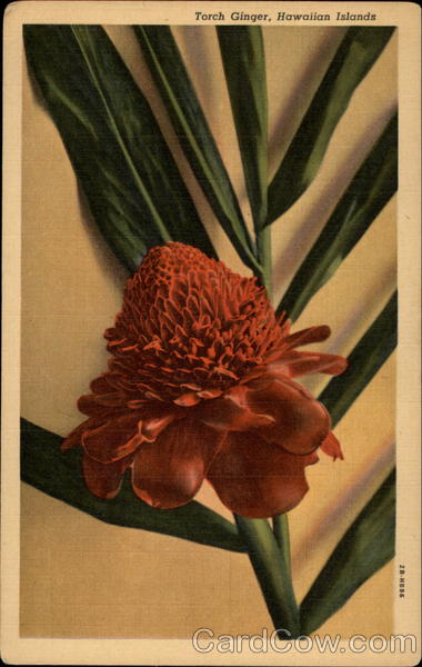 Torch Ginger Flower Hawaii