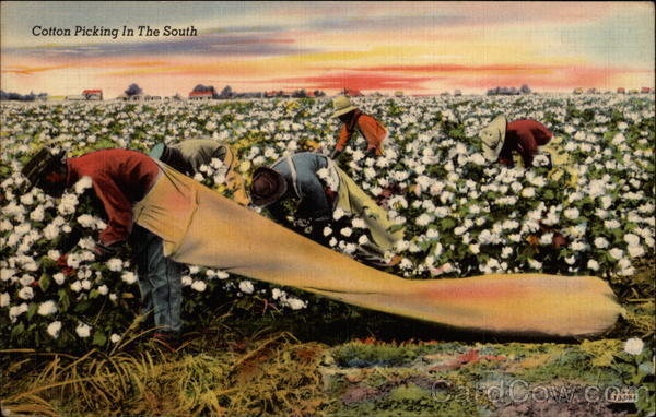 Cotton Picking in the South Black Americana