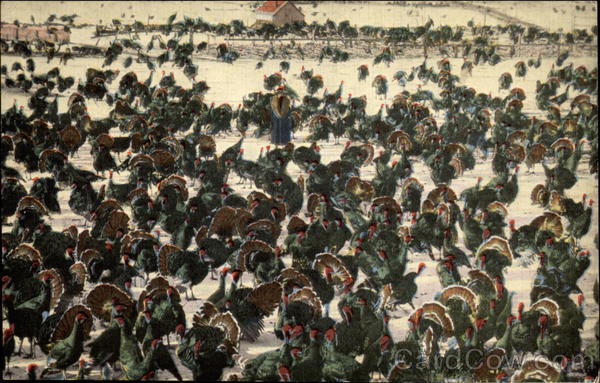 Raising Turkeys in Scenic Utah