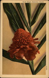 Torch Ginger Flower Hawaii Postcard Postcard