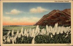 Cane Blossoms in Hawaii Postcard