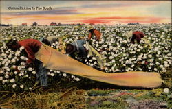 Cotton Picking in the South Postcard