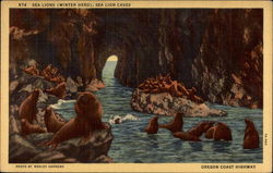 Sea Lions (Winter Herd), Sea Lion Caves Postcard