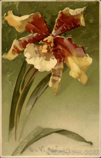 Large Single Watercolored Iris C. Klein