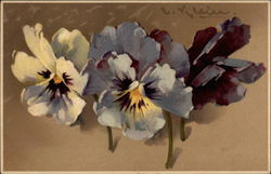 Three pansies Postcard