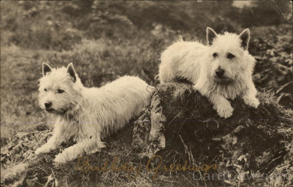 Two West Highland White Terriers Dogs