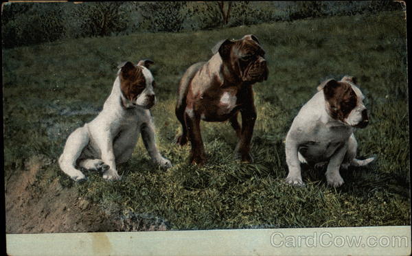 Three Bulldogs Looking Left