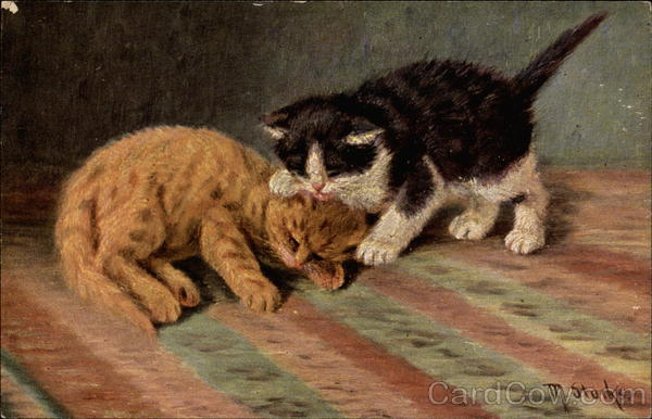 Cats Snuggling/Playing