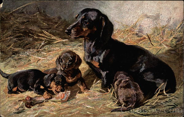 Daschund and Puppies Dachshunds