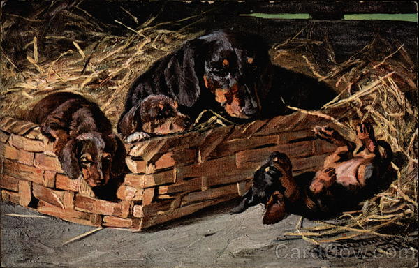Dachshund with puppies in a basket Dachshunds