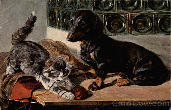 Daschund and Kitten Dachshunds