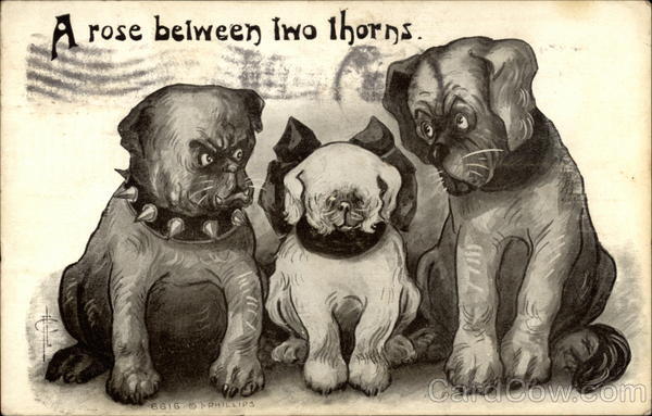 A Rose Between Two Thorns Dogs