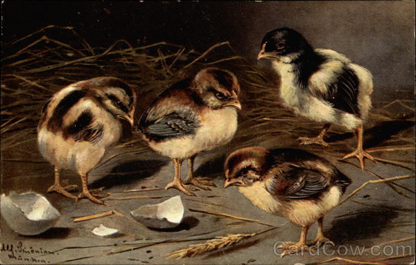 Four hatchling Chicks Artist Signed